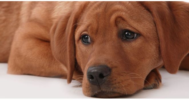 Alergija šuniui – veterinarė pataria kaip atpažinti ir padėti