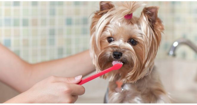 Kaip dažnai reikia valyti šuns ir katės dantis?