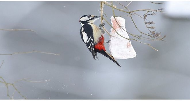 Laukinių paukščių priežiūra žiemą