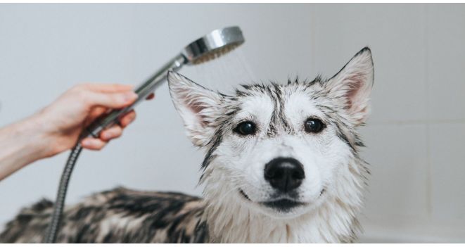 Ar reikia skiesti šampūną ir kondicionierių šunims?