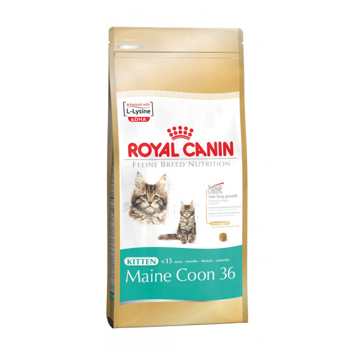 ROYAL CANIN Meino meškėnų veislės kačiukų sausas pašaras 