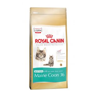 ROYAL CANIN Meino meškėnų veislės kačiukų sausas pašaras 400 g