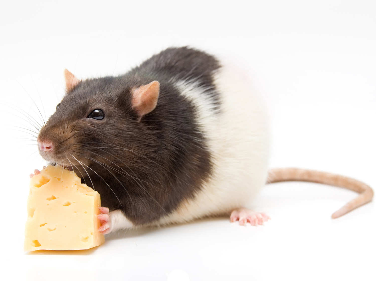 Dekoratyvinė žiurkė graužanti didžiulį sūrio gabalą