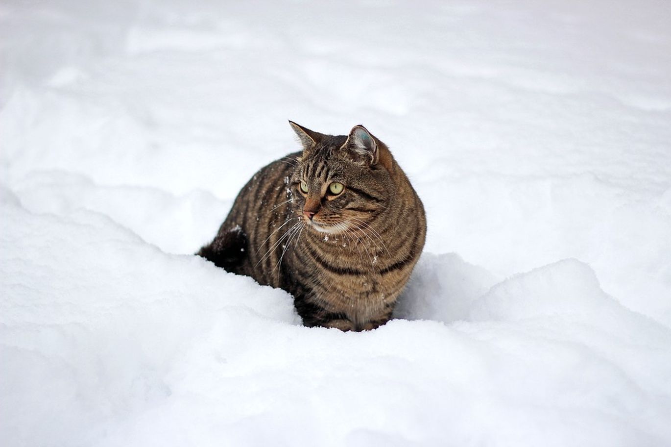 Rainas katinas tupi sniege.