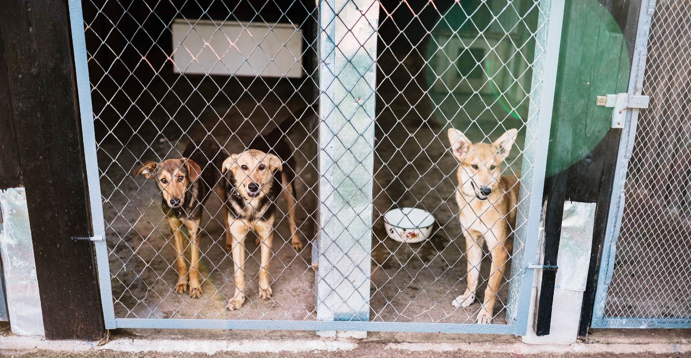 Trys rudakailiai šuneliai žiūri per beglobių gyvūnų prieglaudos voljero groteles