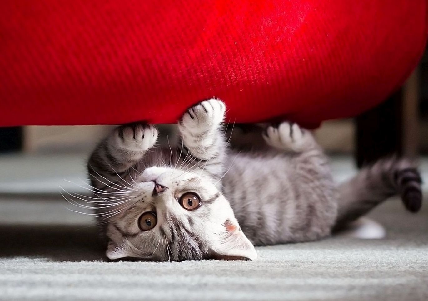 Po lova žaidžiantis kačiukas