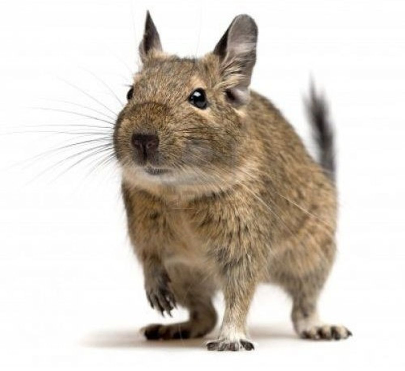 Degu