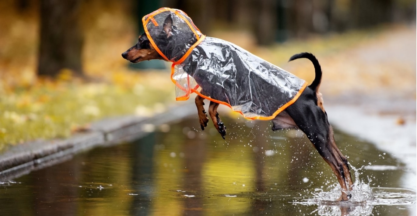 Nedidelis rudakailis šuo aprengtas stilingu permatomu lietpalčiu su oranžiniais krašteliais, bando peršokti milžinišką balą