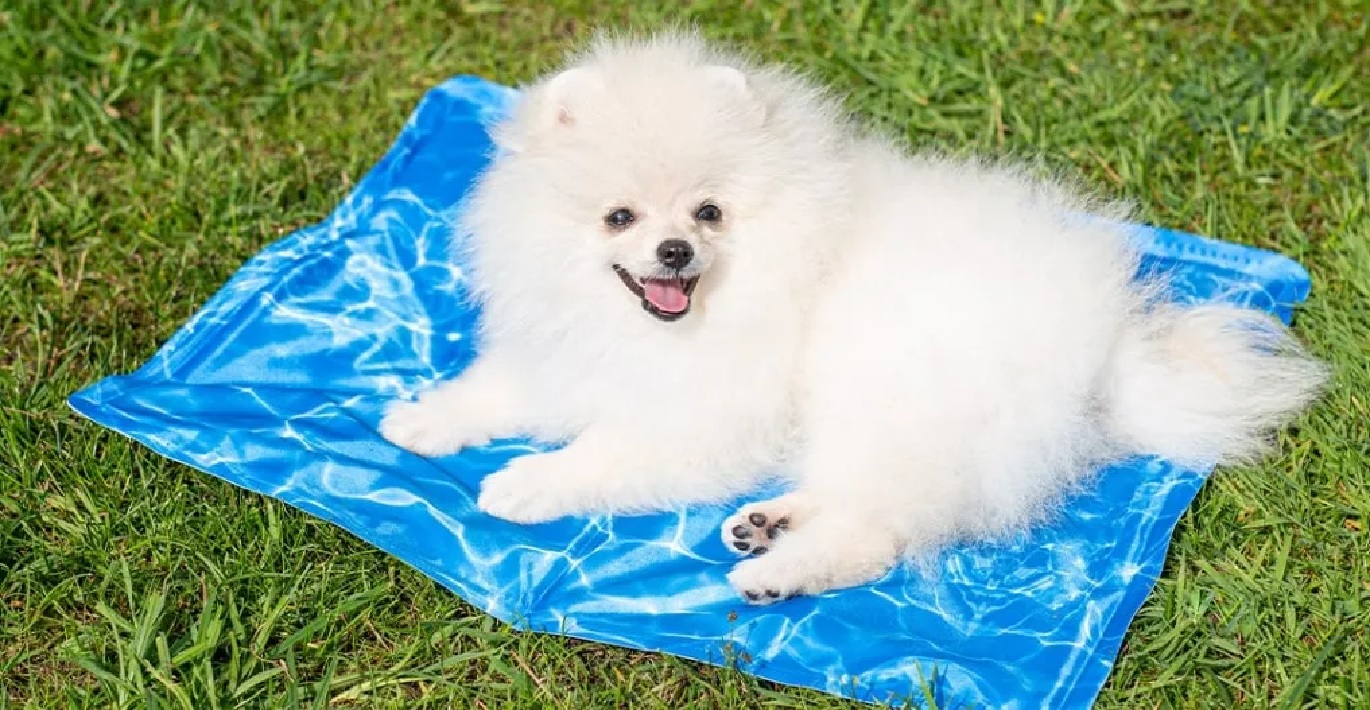 Pūkuotas baltakailis šunelis karštą vasaros dieną lauke ilsisi ant vėsinančio kilimėlio