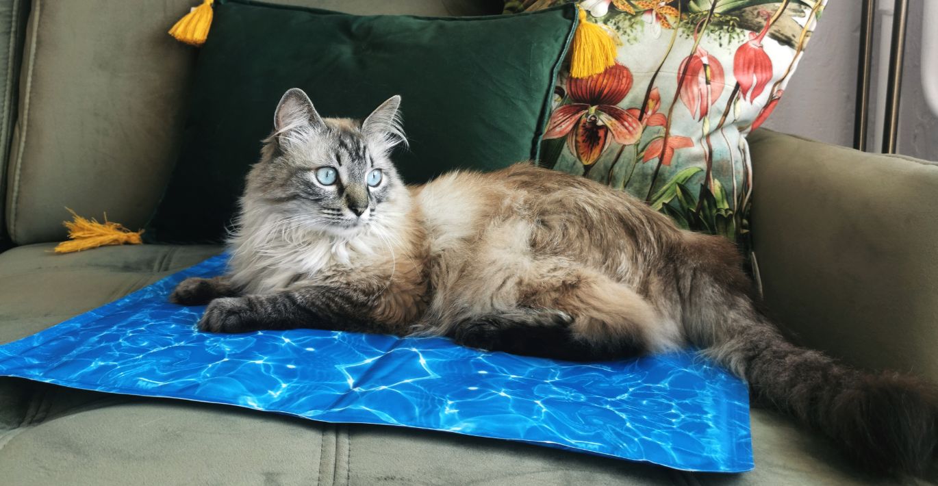 Ilgakailė katė ilsisi ant melsvo vėsinančio kilimėlio, pakloto ant minkštos sofos
