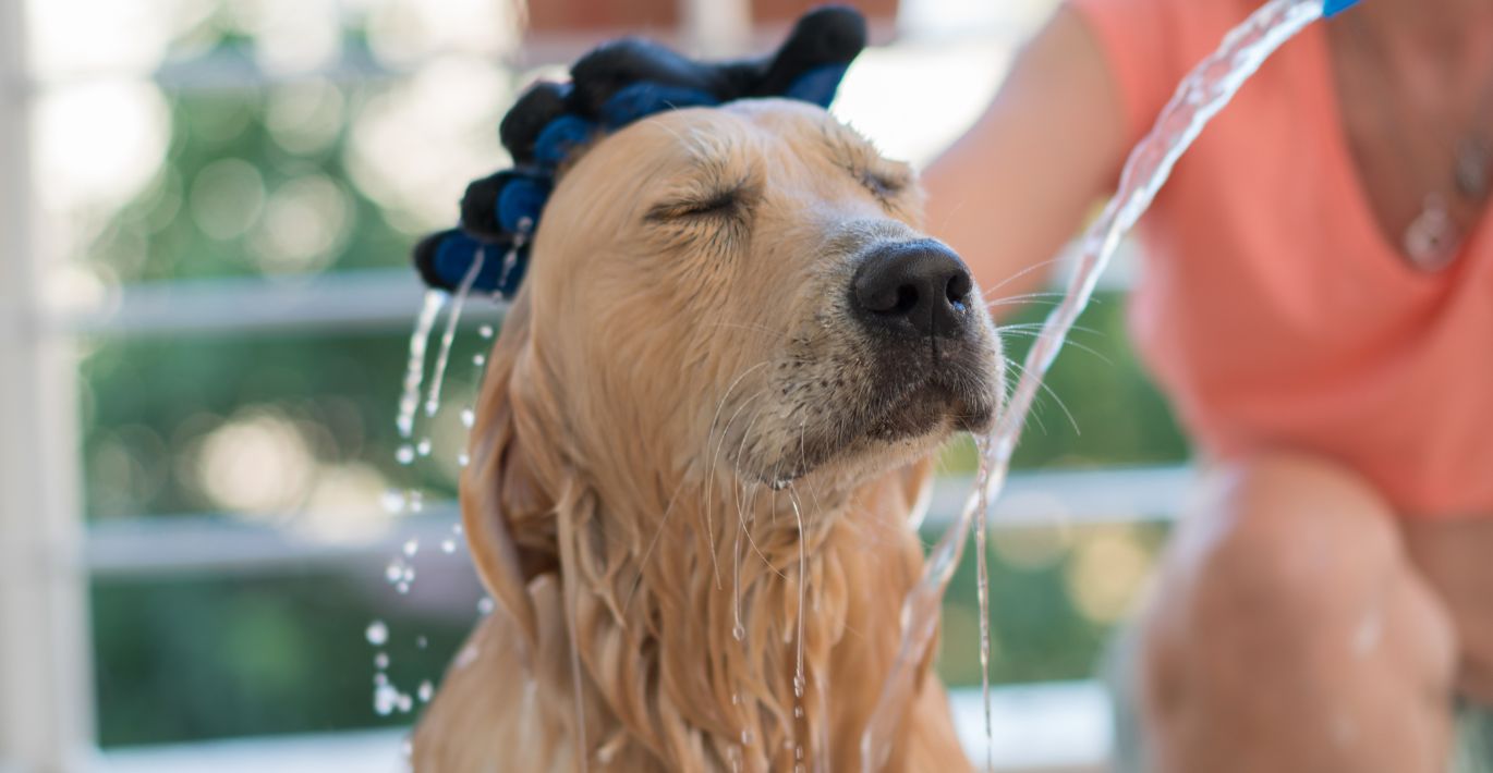 Šeimininkė maudo didelį šviesiai rudo kailio šunį ir naudoja specialią masažinę pirštinę