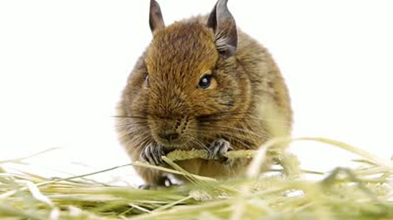 Degu griaužiantis šiaudus