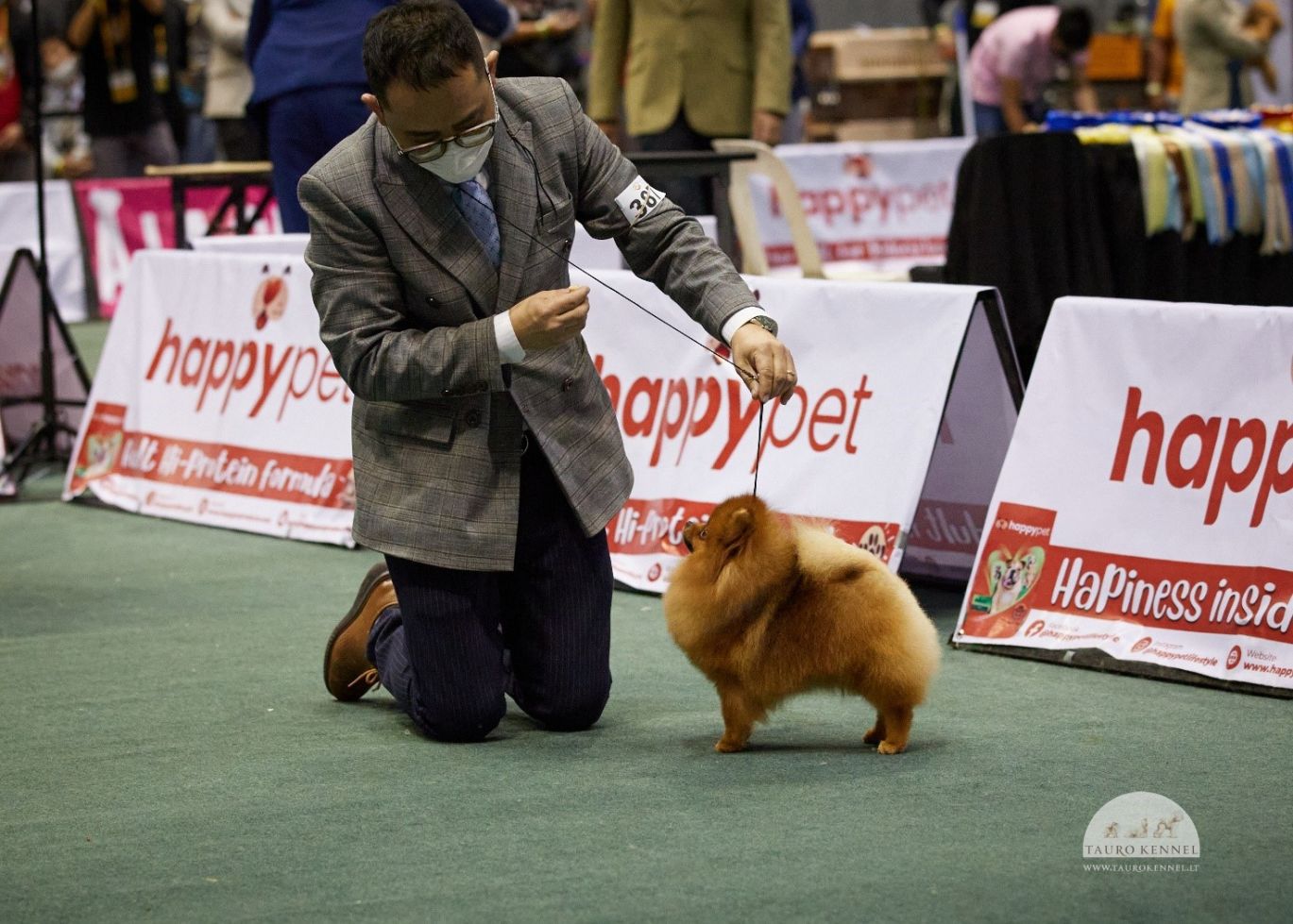 Filipinų čempione tapusi Pomeranijos špicė Tauro Declior šunų parodoje