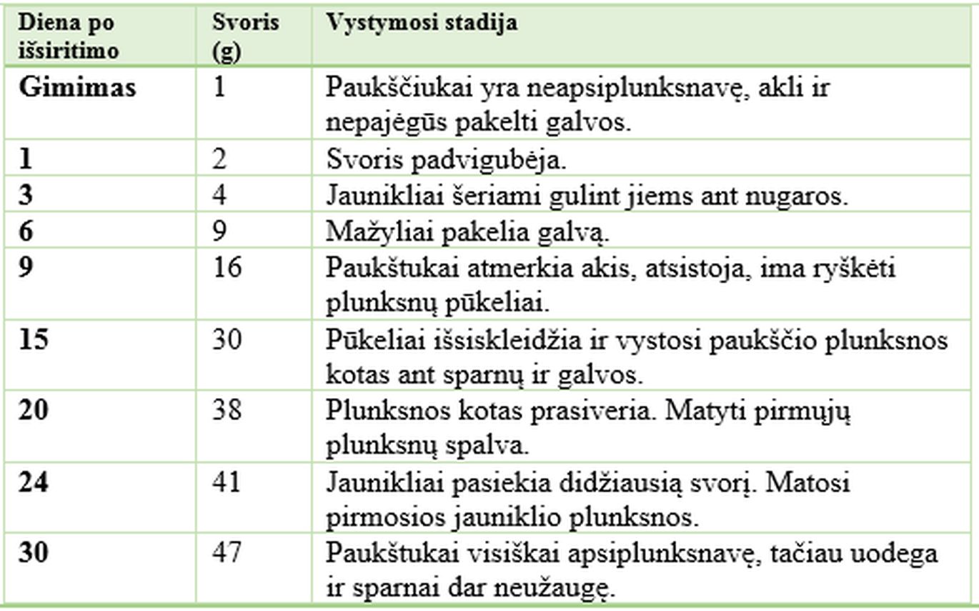 Papūgų vystimosi stadijos lentelė