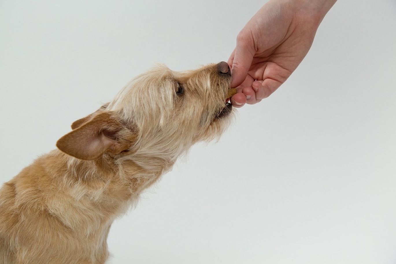 Šuo gaunantis skanėstą iš rankos