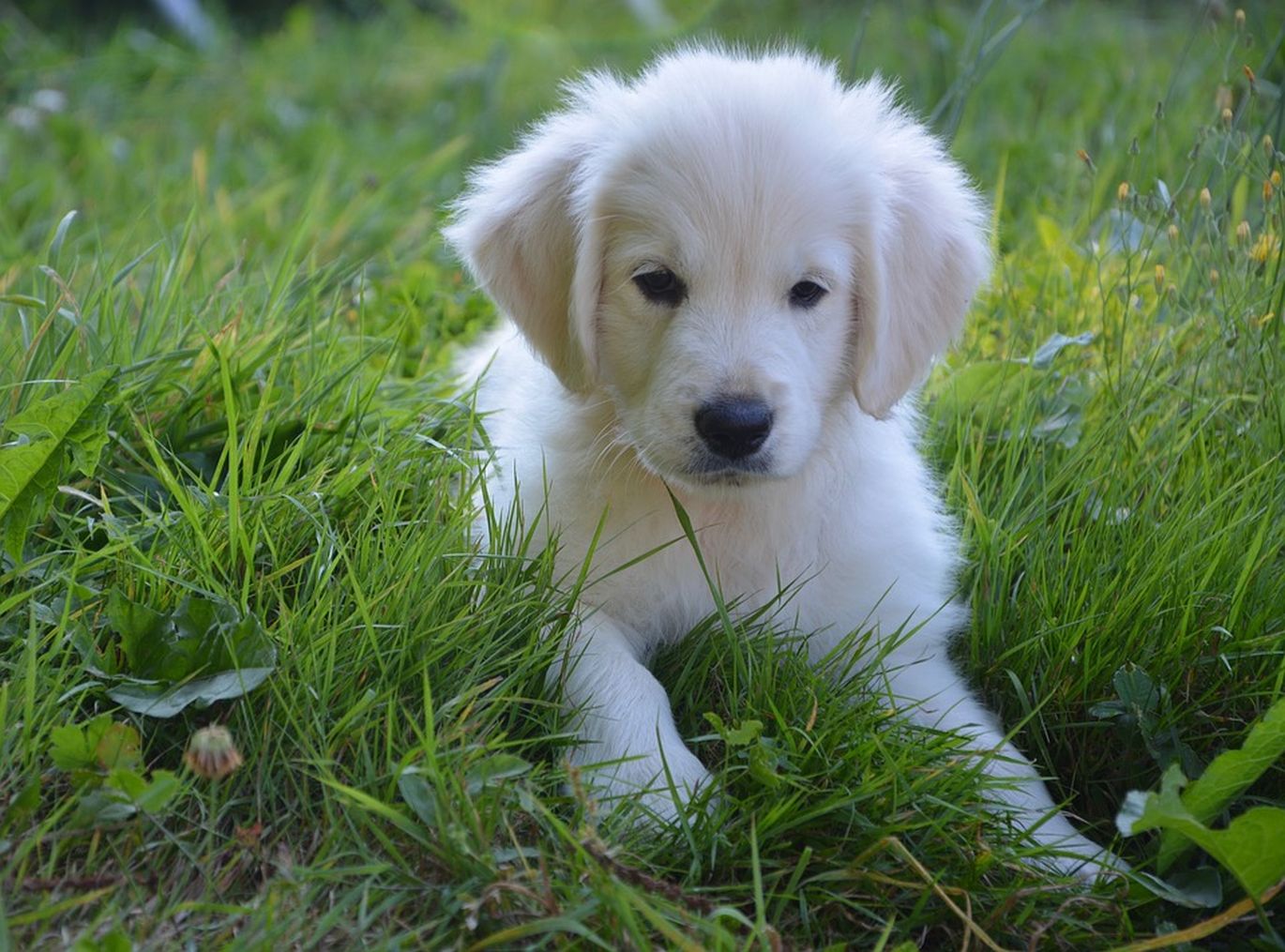 Baltas šuniukas gulintis ant žolės