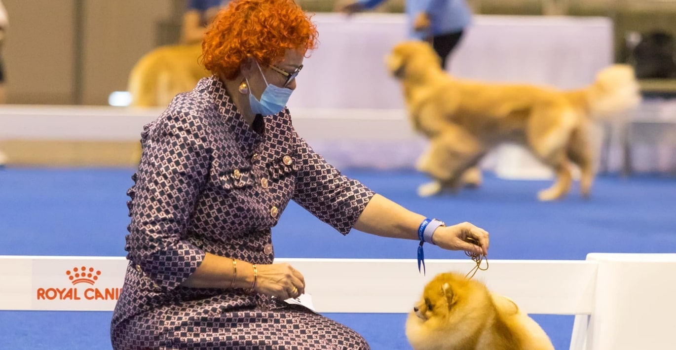 KIKOS įkūrėja Janita Plungė su augintiniu, jaunu pomeranijos špicu, dalyvauja Europos šunų čempionate