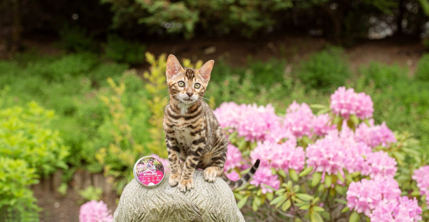 Jaunas egzotų veislės katinas grakščiai sėdi ant akmens, šalia antiparazitinis antkaklis