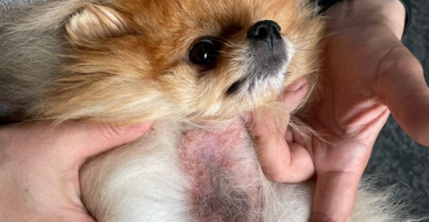 Rudakailis šunelis su ryškiais alergijos simptomais alopecija ir odos sudirgimu