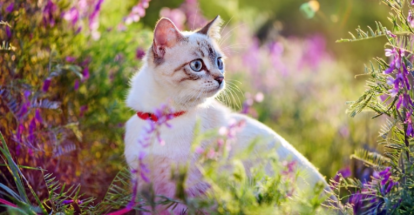 Mėlynakė šviesaus kailio katė su raudonu antkakliu sėdi pievoje nusėtoje laukinių gėlių
