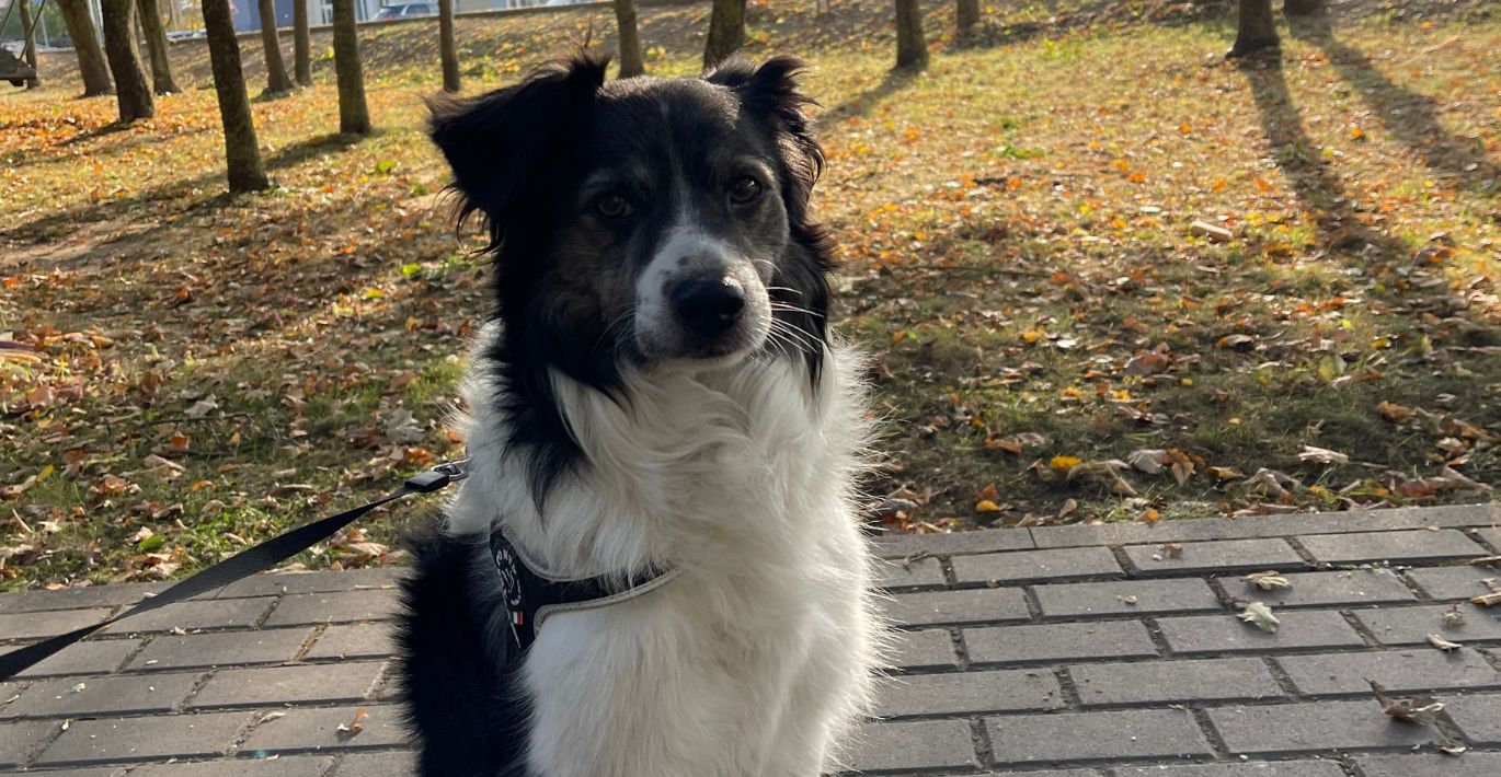 Vidutinio dydžio juodai baltas šunelis noriai pozuoja rudenėjančiame parke