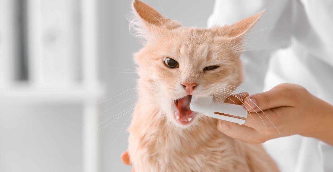 Žavingam rudakailiui katinėliui specialiuoju antpirščiu valomi dantukai