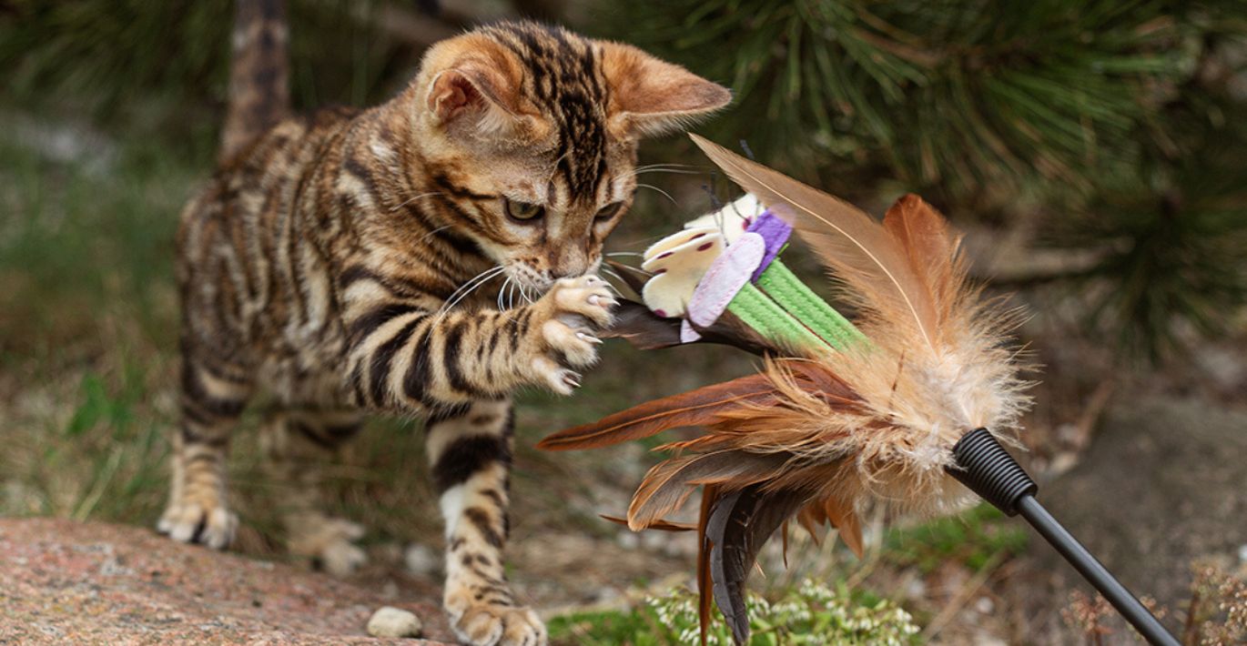 Katinas žaidžiantis su plunksniniu žaislu