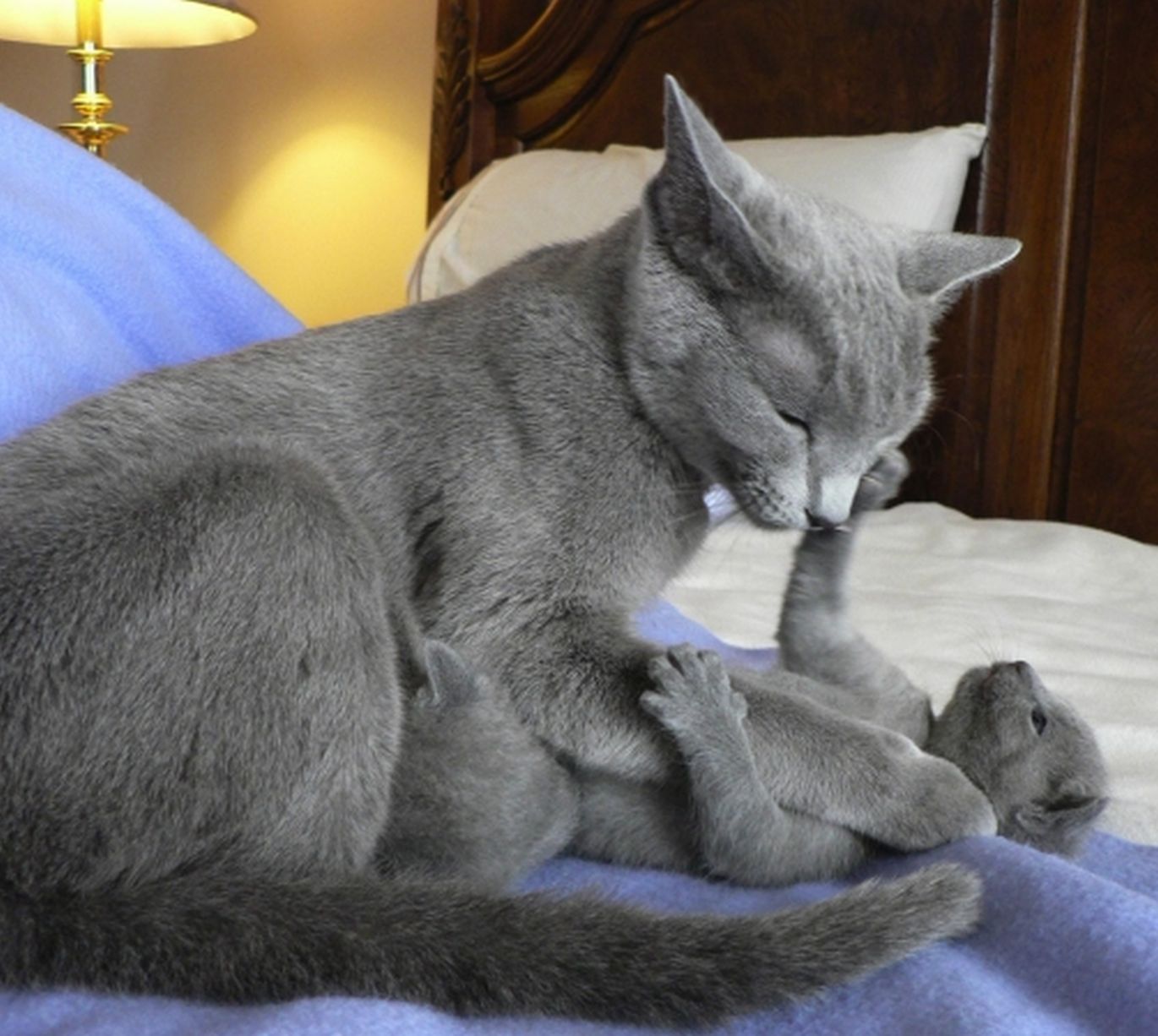 Pilka katė žaidžia su savo mažyliu kačiuku
