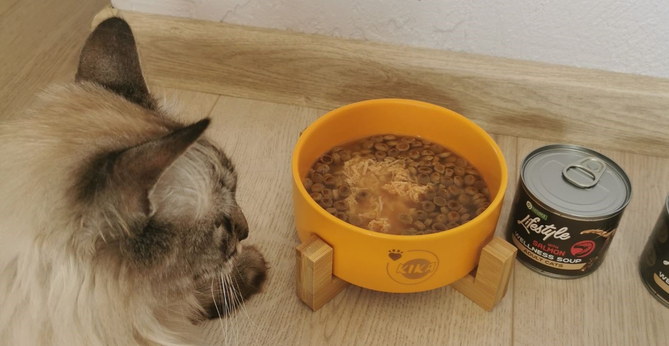 Rudakailis egzotinis katinas godžiai žiūri į dubenėlį sauso pašaro, pagardinto Lifestyle sriuba