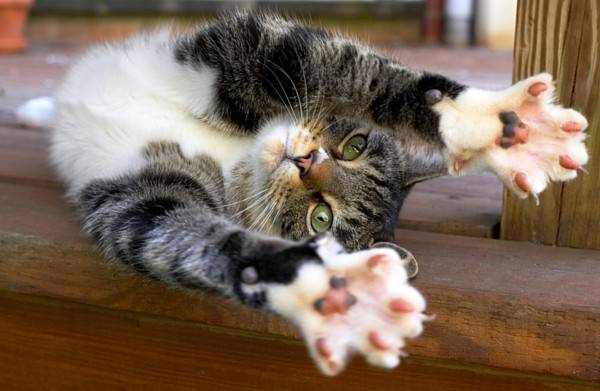 Aštriems katės nagučiams: draskyklė arba stovas