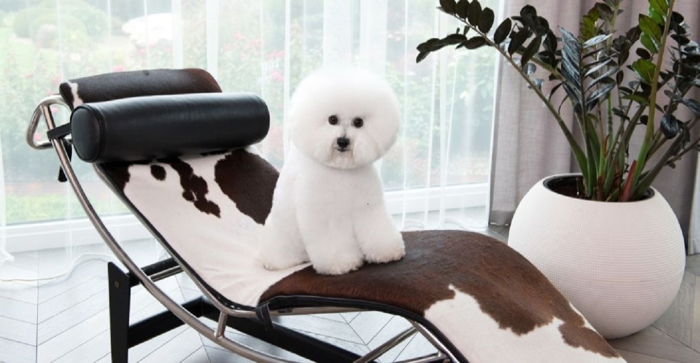 Baltakailis šunelis sėdi ant stilingos kušetės
