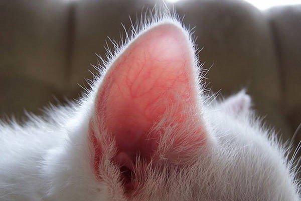 Kaip prižiūrėti katės ausis ir dantis?