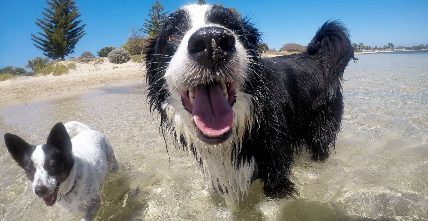 Du juodai balti šuneliai žaidžia prie vandens telkinio