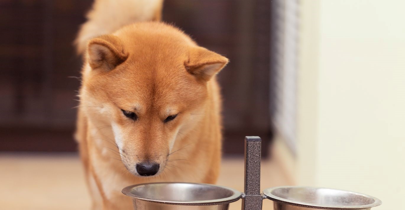 Rudakailis Šiba Inu veislės šuo stovi šalia stilingų dvigubų metalinių dubenėlių ant stovo