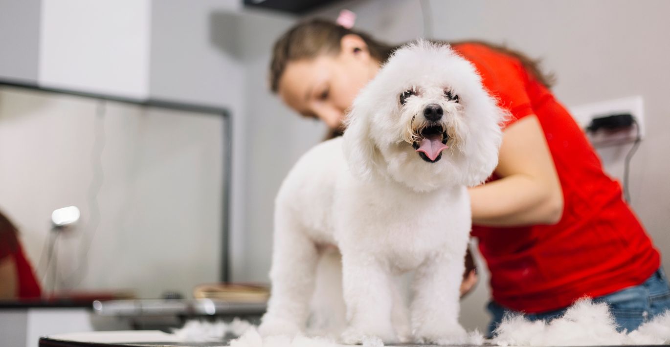 Gyvūnų priežiūros specialistė, baltakailiam vidutinės veislės šuneliui, atlieka kirpimo procedūrą