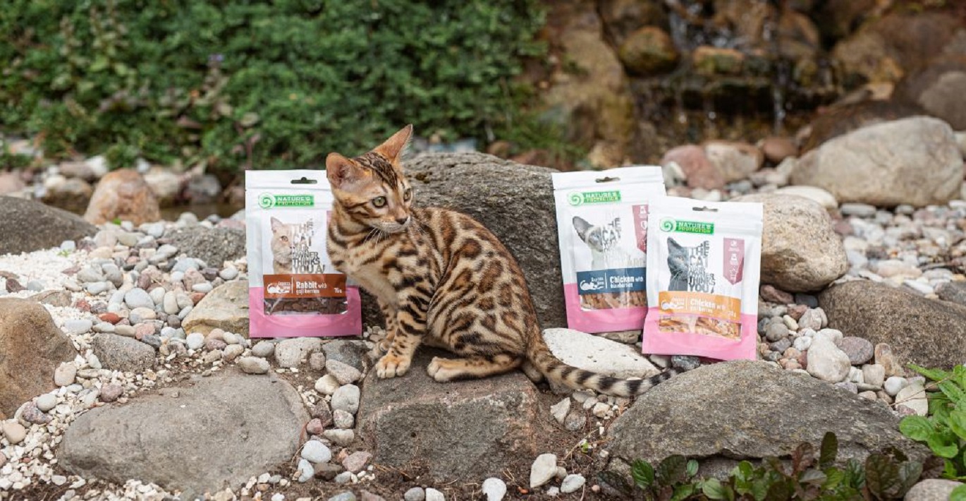 Margas egzotinis katinas tupi ant akmenų šalia jo pakelis Nature Protection skanėstų