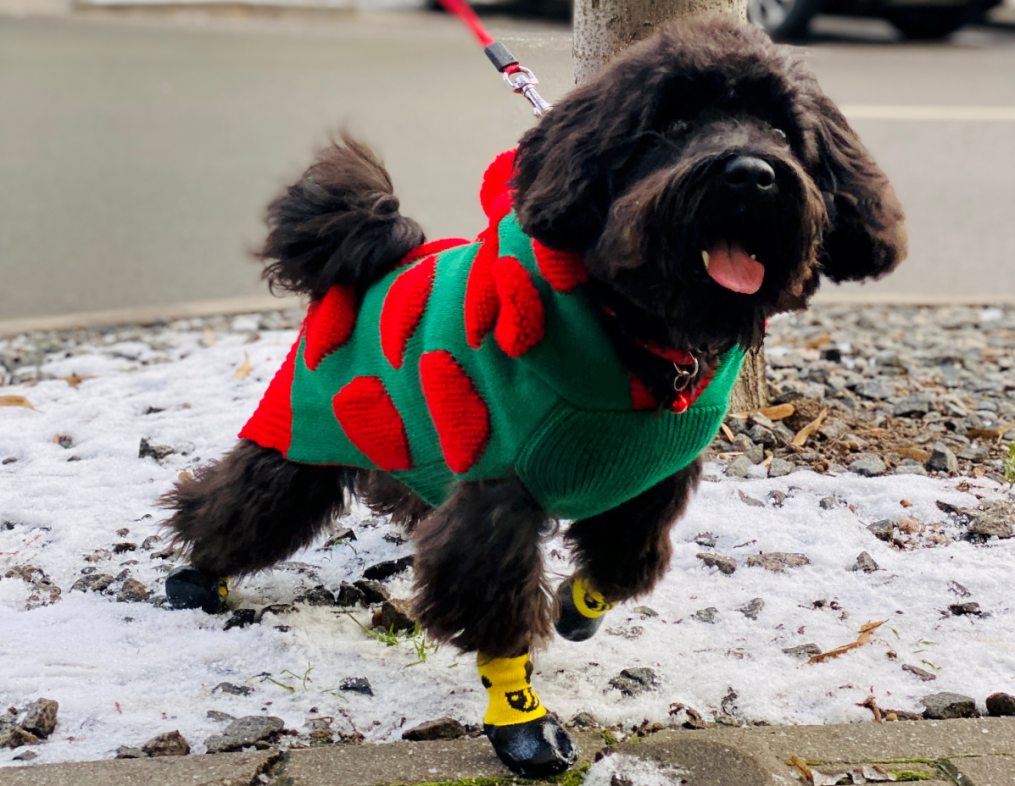Rudas šuniukas su spalvotu džemperiu