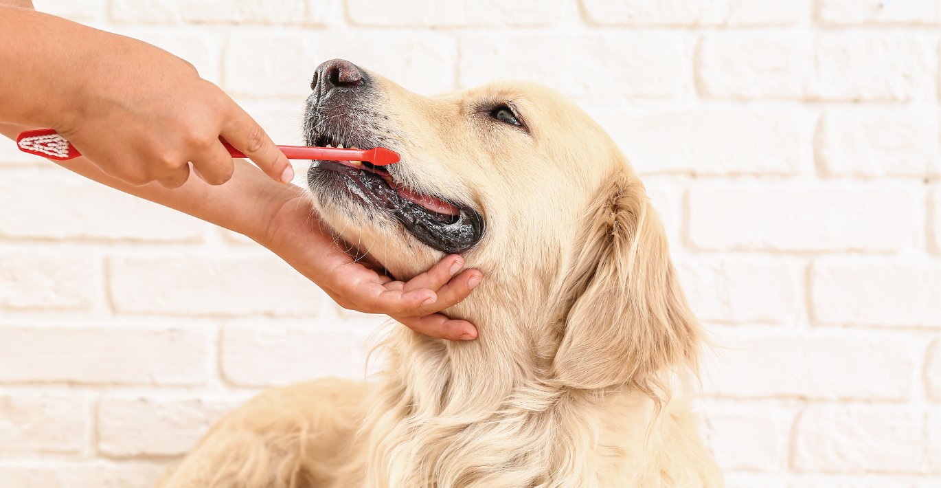 Dideliam šviesiakailiam šuniukui specialiuoju šepetuku valomi dantys 