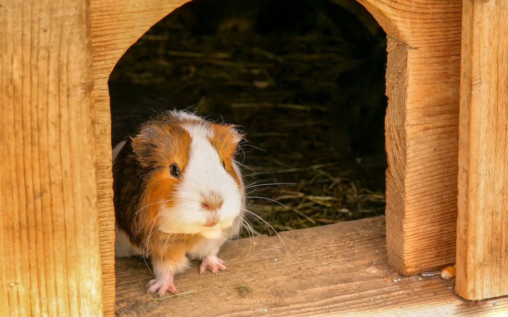 Marga jūrų kiaulytė žiūri pro narvelio dureles