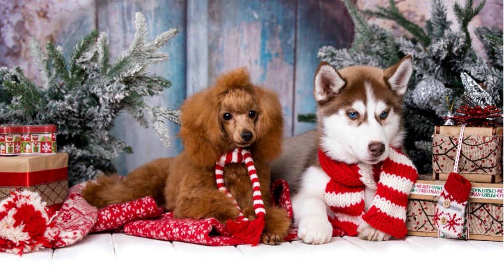 Kalėdiškai aprengti du šuniukai