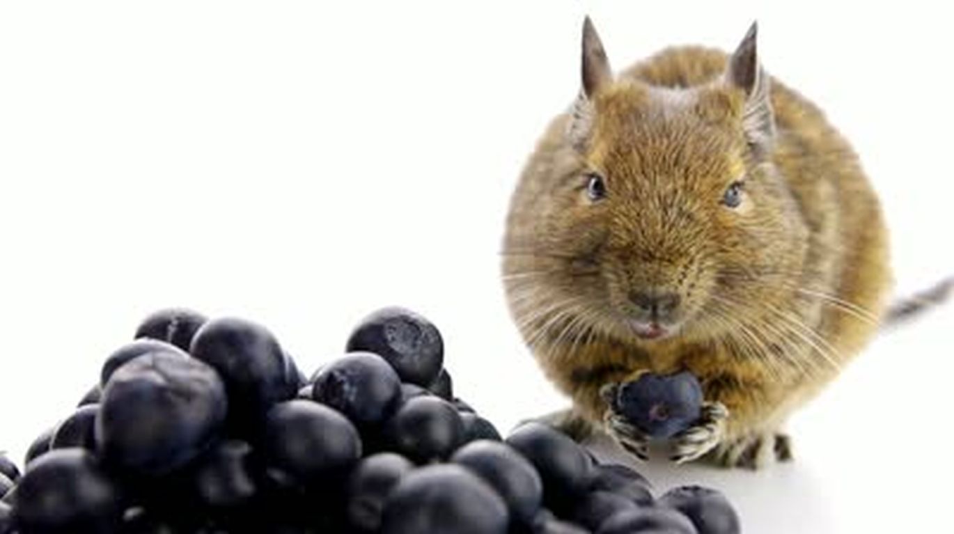 Degu valgantis uogas