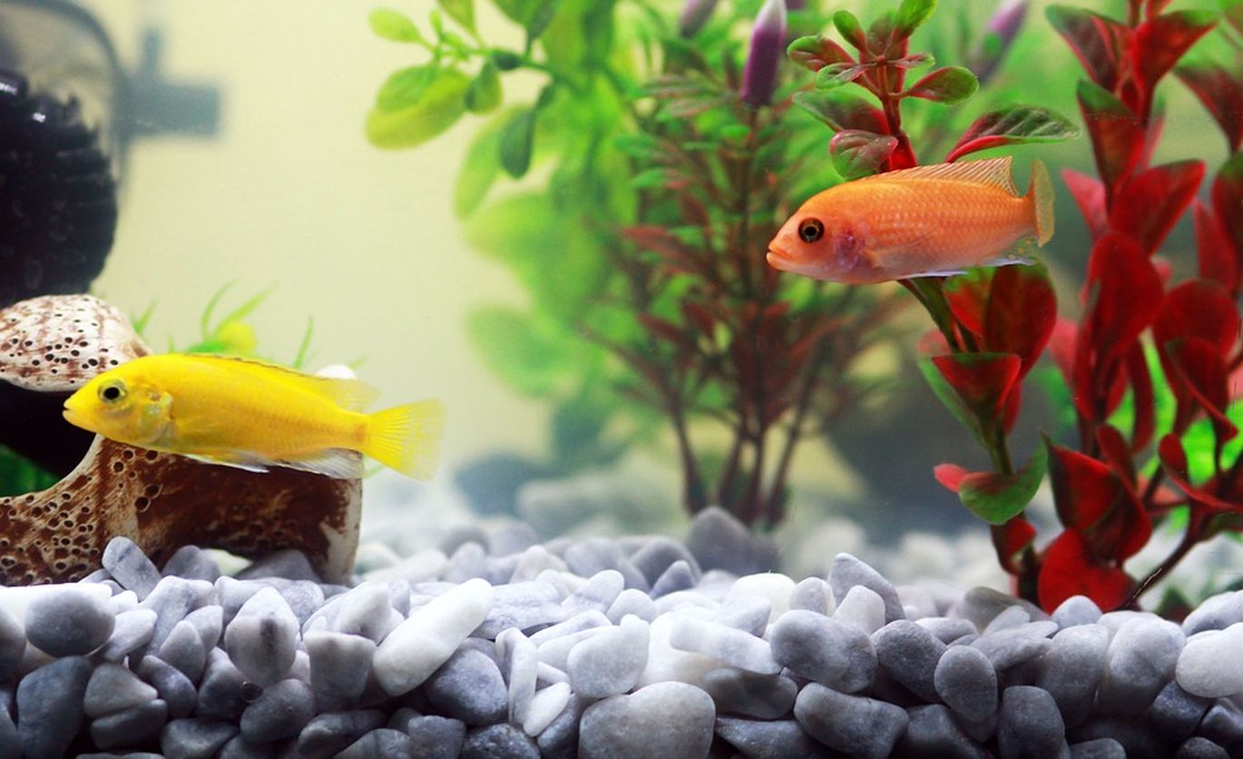 Dvi žuvytės akvariume