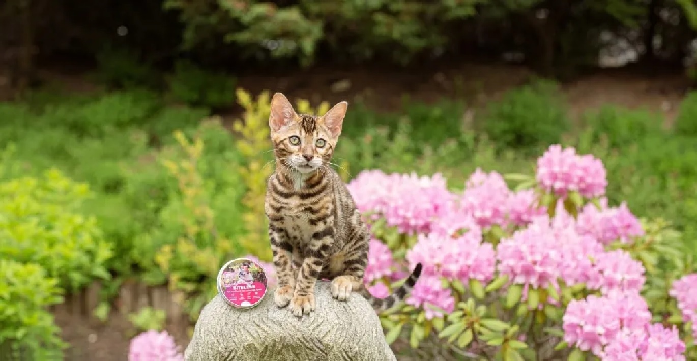 Margas egzotinis katinas tupi ant akmens žydinčioje pievoje šalia antiparazitinis antkaklis Biteless