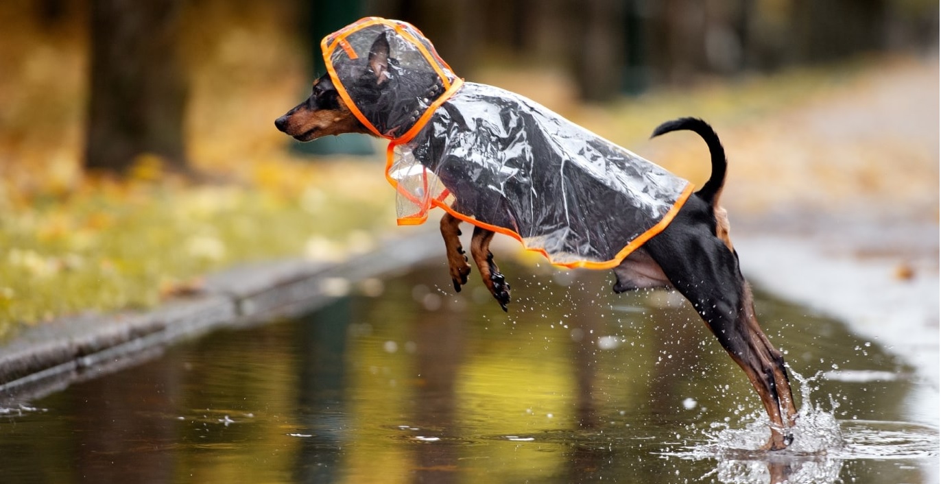 Nedidelės veislės šunelis su stilingu permatomu lietpalčiu bando peršokti milžinišką balą