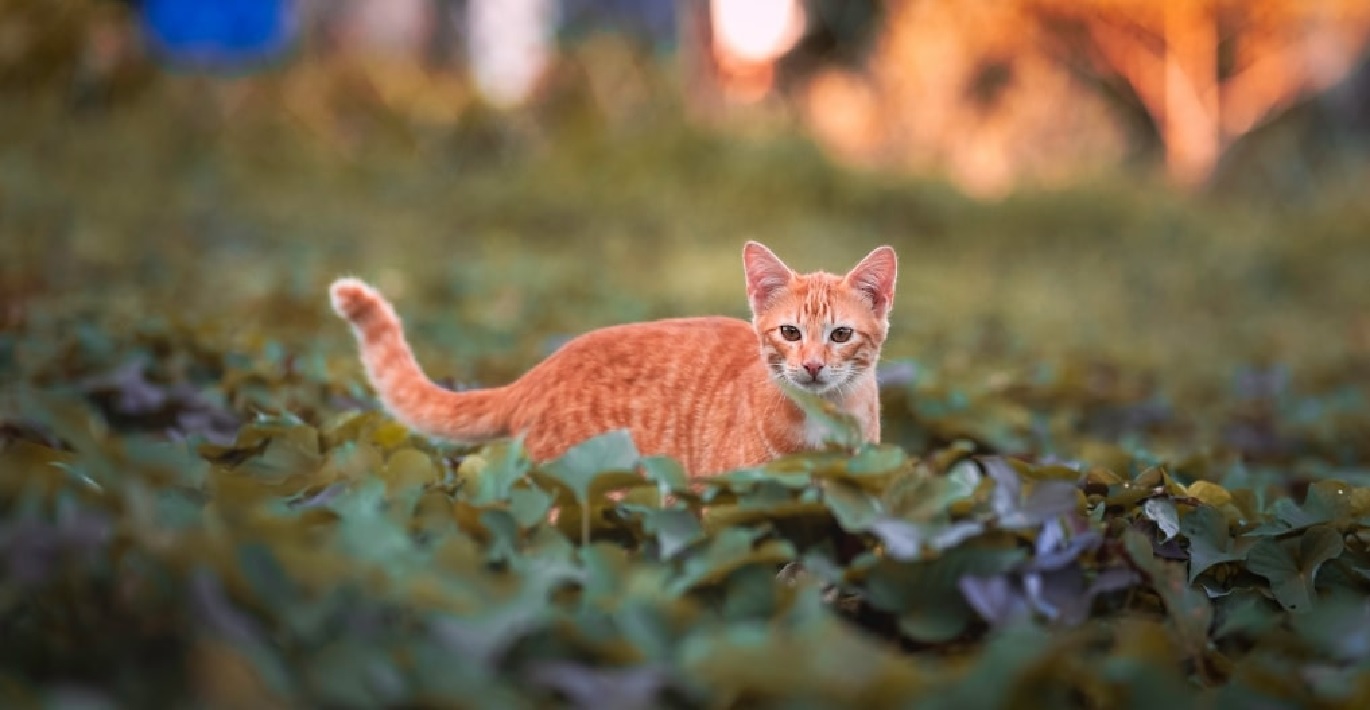 Rudas katinas vaikšto vasarinėje pievoje