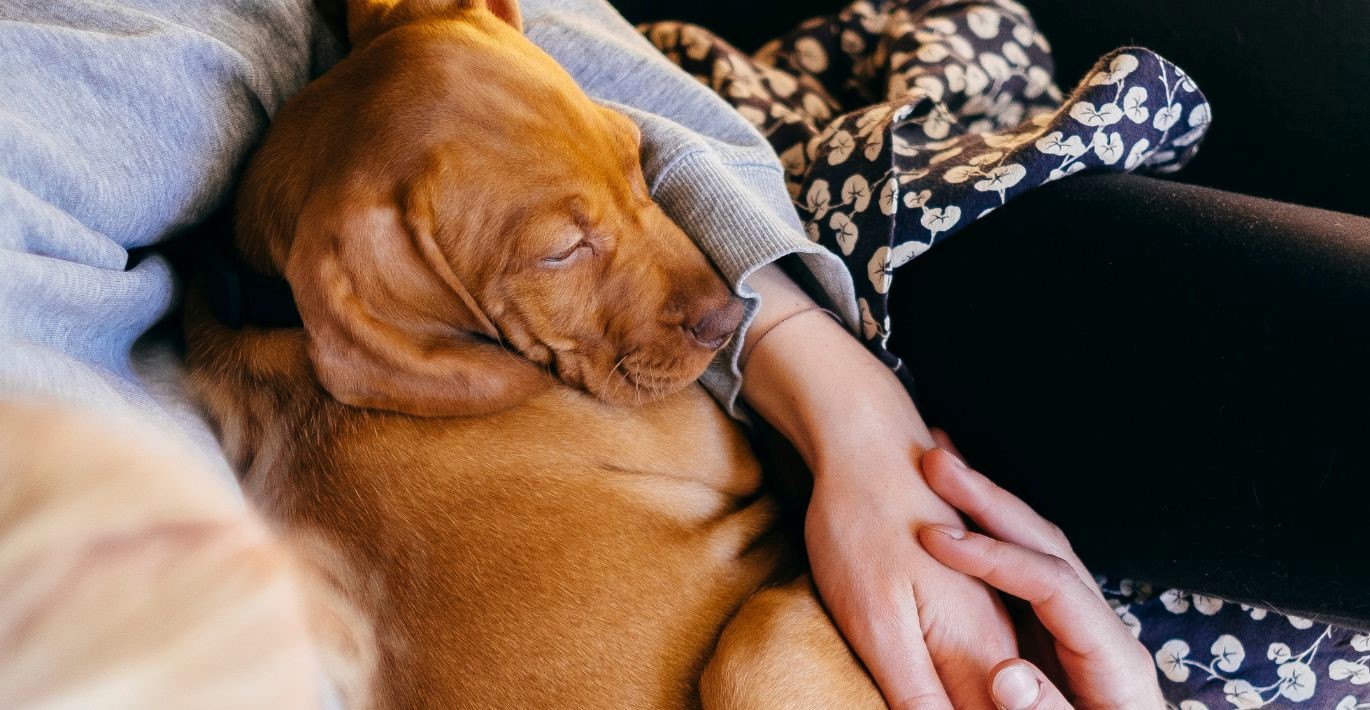 Didelis rudakailis šuo ilsisi sofoje švelniai prisiglaudęs prie šeimininko