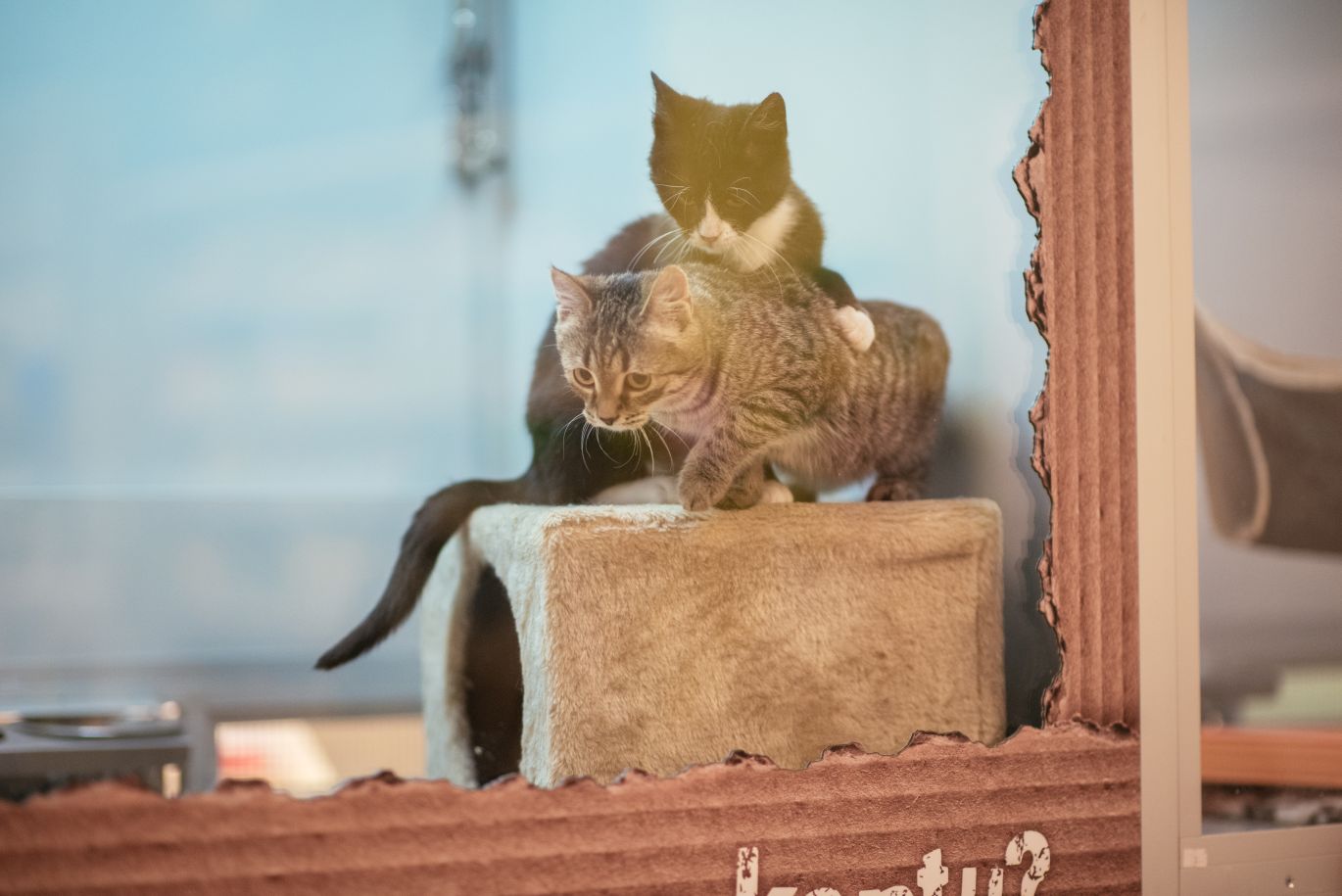 Kačiukai žaidžiantys laikinuose namuose
