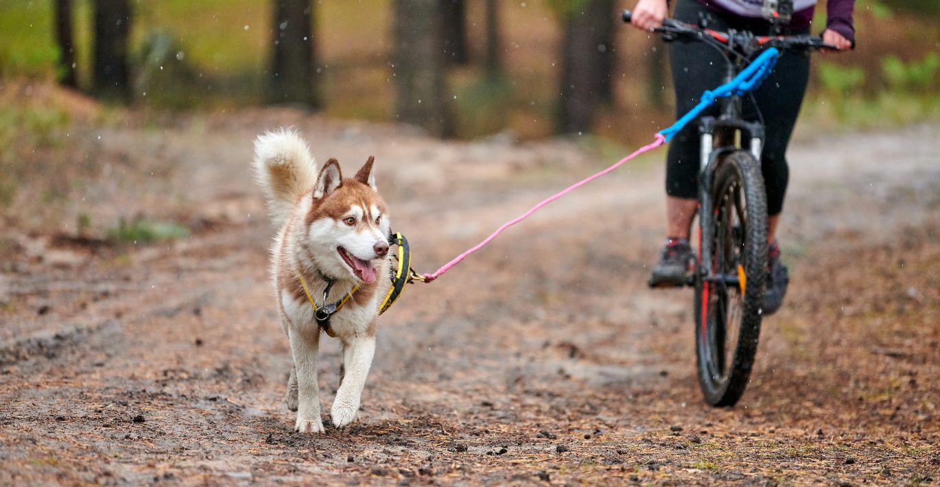 Grakštus rudas šuo vedžiojamas su specialiu pavadėliu pritvitintu prie šeimininko dviračio 