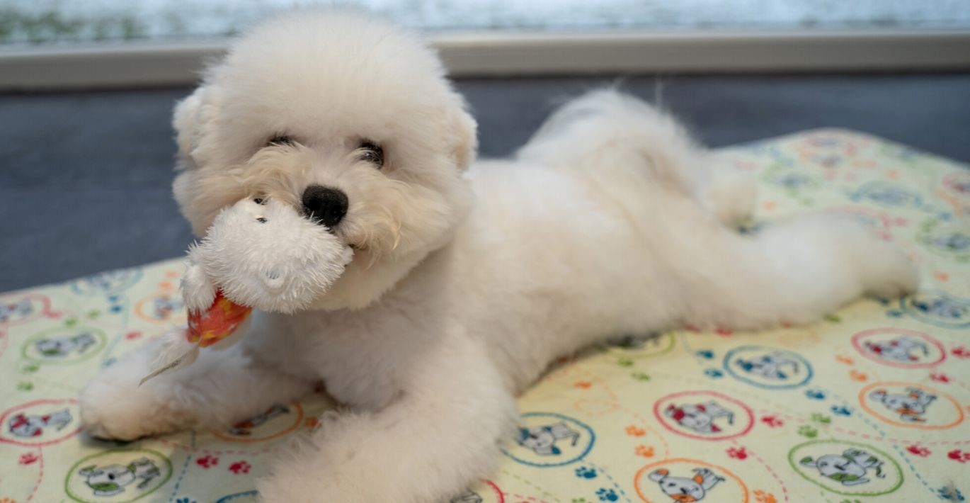 Jaunas bišonų veislės šunelis guli ant palutės ir žaidžia su žaisliuku