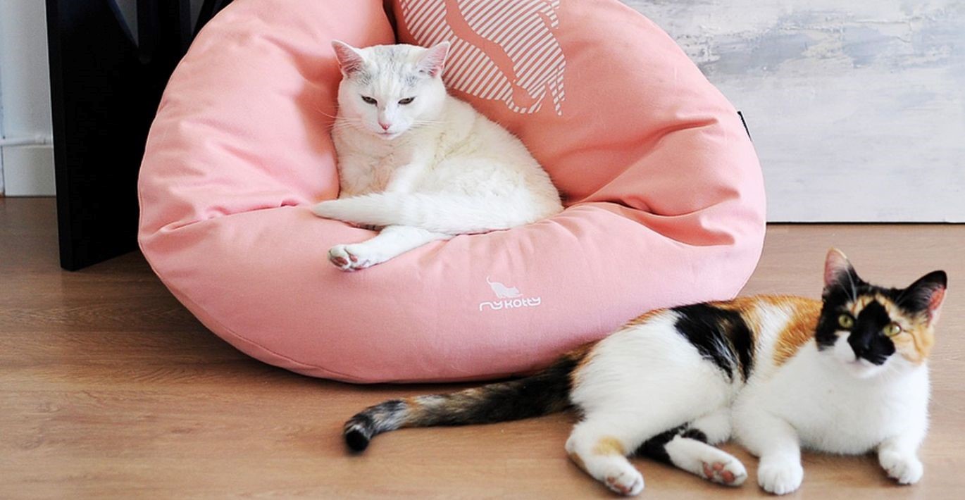 Grakštus baltakailis katinas guli stilingame rožiniame gulte